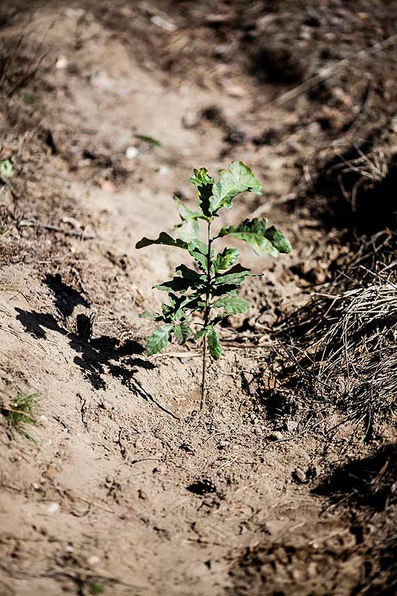 Nadleśnictwo Mirosławiec „Po stronie natury” - wspólnie posadziliśmy 1150 drzew!