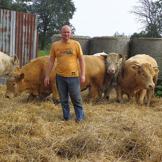 Charolaise w Upad�ych ko�o Golczewa