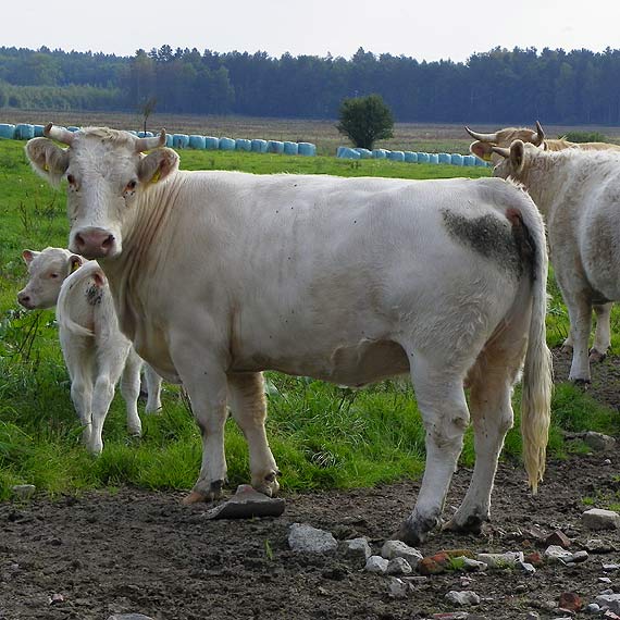 Charolaise w Upad�ych ko�o Golczewa