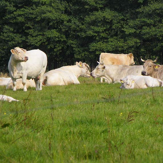 Charolaise w Upad�ych ko�o Golczewa