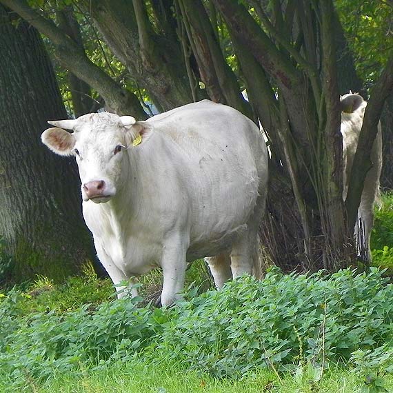 Charolaise w Upad�ych ko�o Golczewa