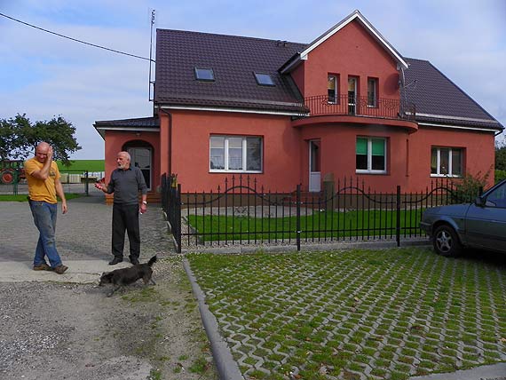 Charolaise w Upad�ych ko�o Golczewa