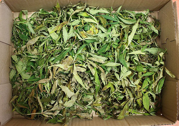 20-latek zatrzymany za posiadanie i udzielanie marihuany