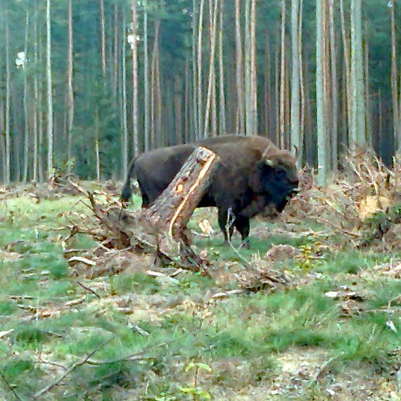 Żubr w okolicach Golczewa