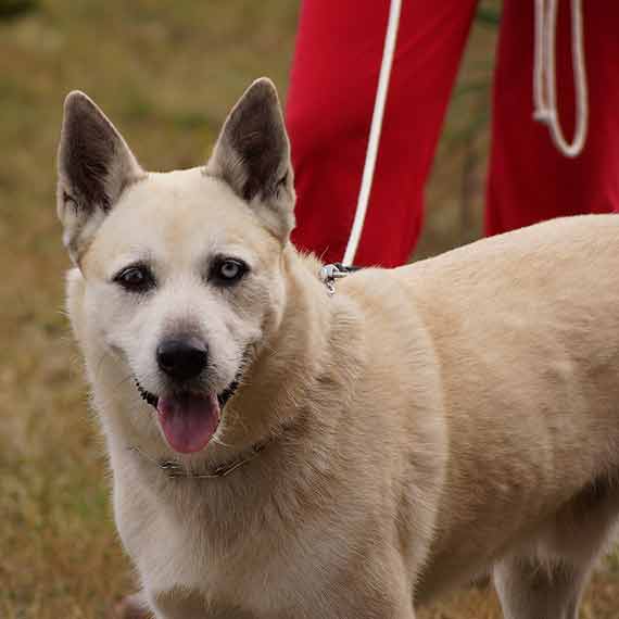 Właścicielka szuka zaginionego psa