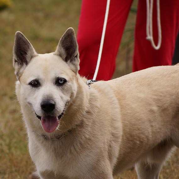 W okolicach Kołczewa zaginął pies rasy Husky