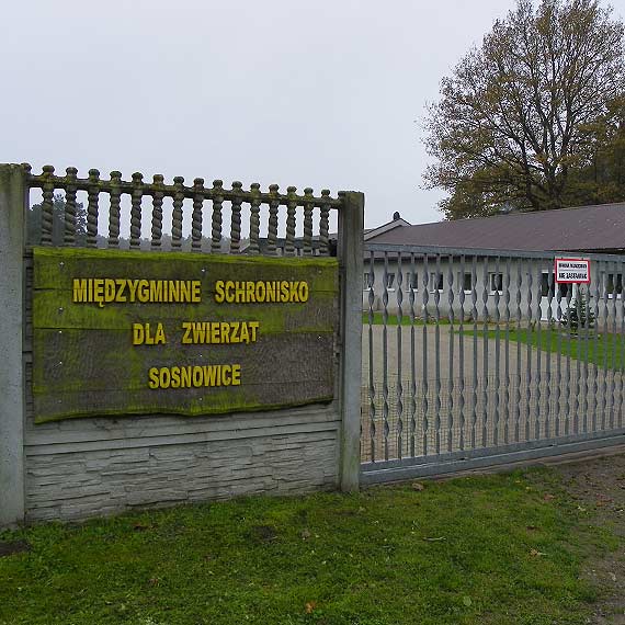 Schronisku w Sosnowicach pomagaj� wolontariusze, tak�e z Kamienia Pomorskiego  