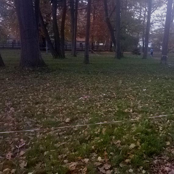 Czytelnik: Dojdzie do tego, �e drzewo kt�rego� dnia spadnie i kogo� zabije 