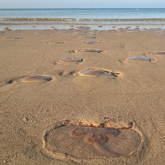 Tysiące meduz na zachodniopomorskich plażach