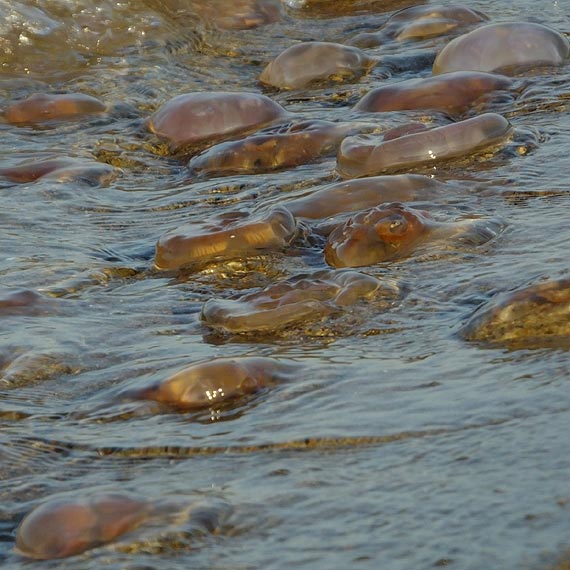 Tysiące meduz na zachodniopomorskich plażach