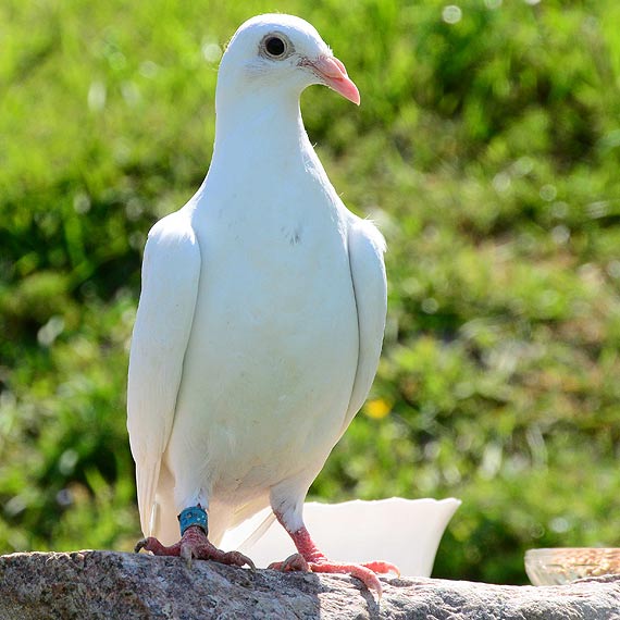 Informacja dla hodowc�w drobiu oraz hodowc�w go��bi pocztowych