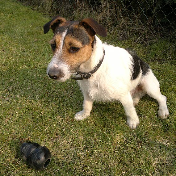 Zabi� psa z wiatr�wki! Pom�cie znale�� morderc�!