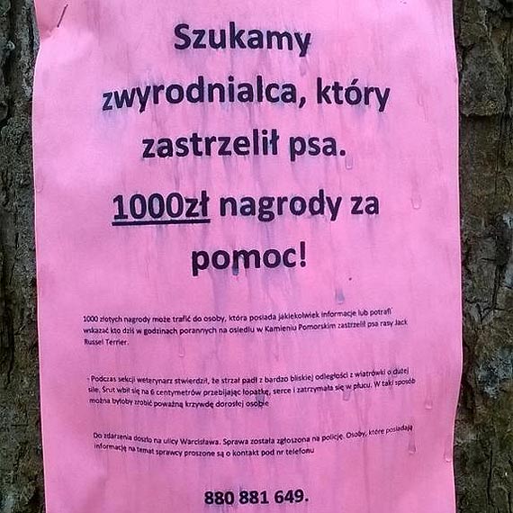 W�a�ciciele ps�w w strachu. Morderca nadal na wolno�ci