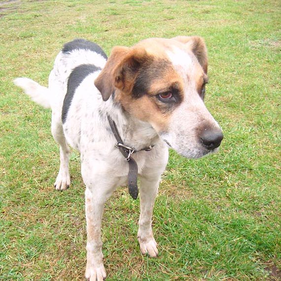 W Świerznie znaleziono pieska