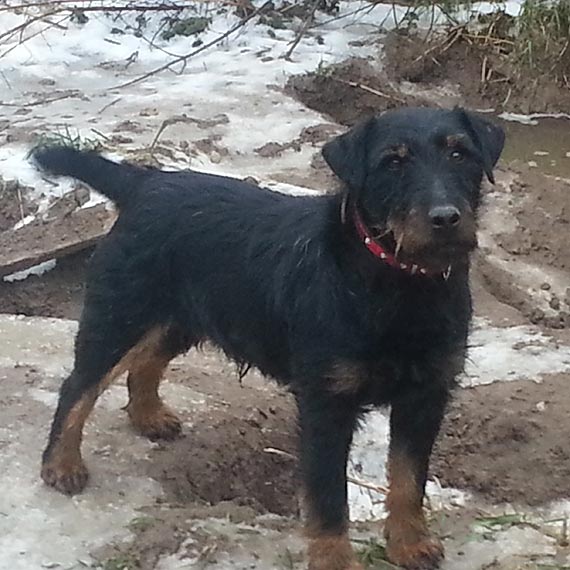 Zagin�� pies, kt�ry jest w trakcie leczenia