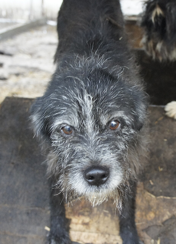 Do serca przytul psa