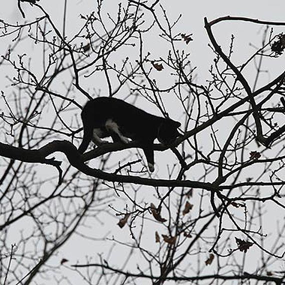 Kamieńscy strażacy uratowali kota, który od czterech dni siedział na drzewie