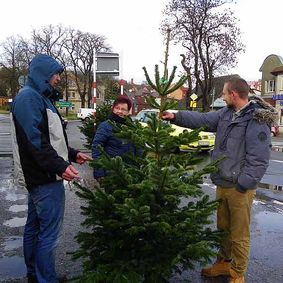 Kupuj� choinki, ale nie tylko...