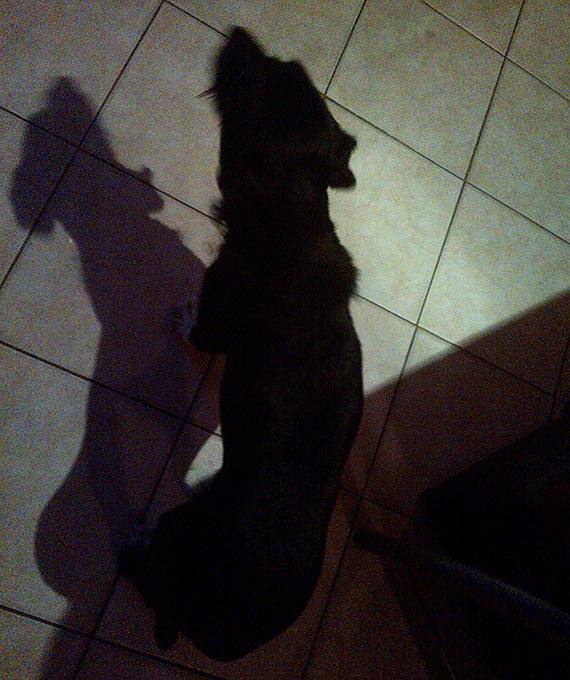 Co dolega temu pieskowi? Czytelniczka prosi o pomoc