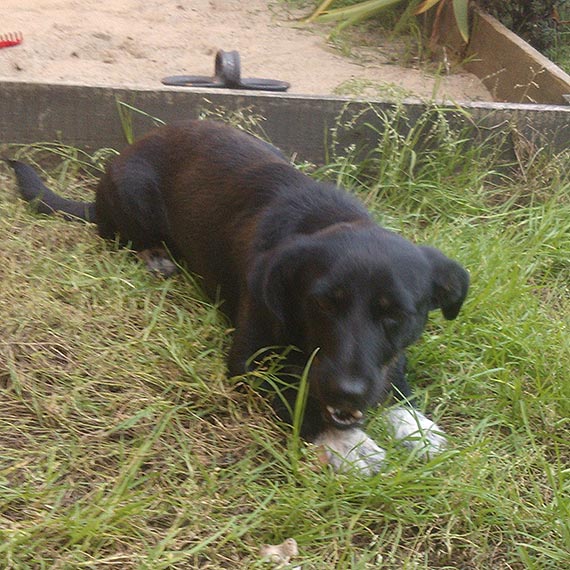 Co dolega temu pieskowi? Czytelniczka prosi o pomoc