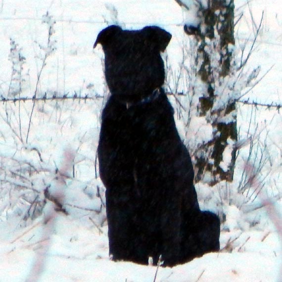 W miejscowo�ci Szumi�ca b��ka si� pies