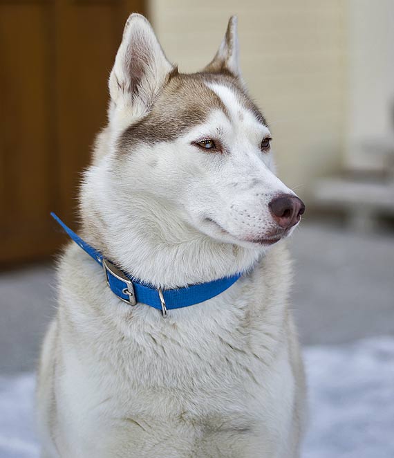 W Dziwn�wku b��ka si� pies