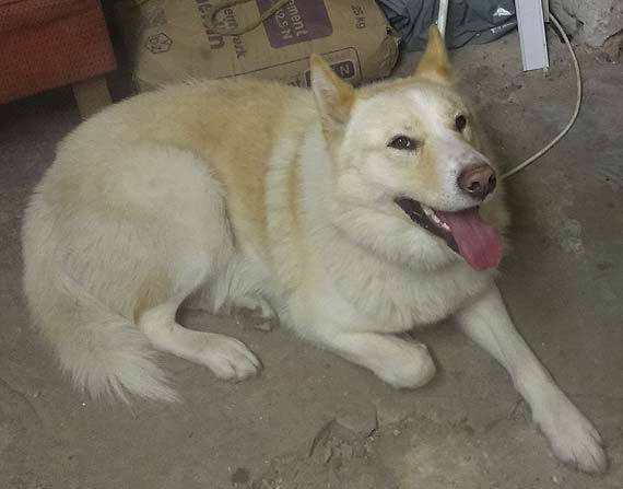 W miejscowo�ci Sibin znaleziono psa