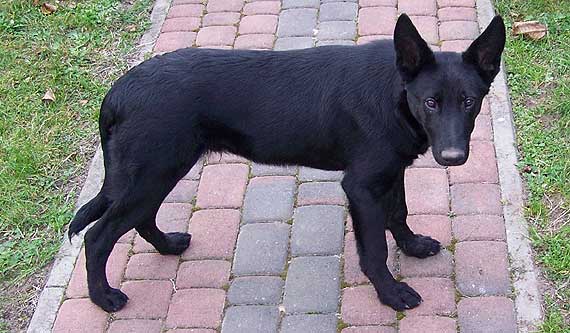 Zagin�� m�ody czarny piesek