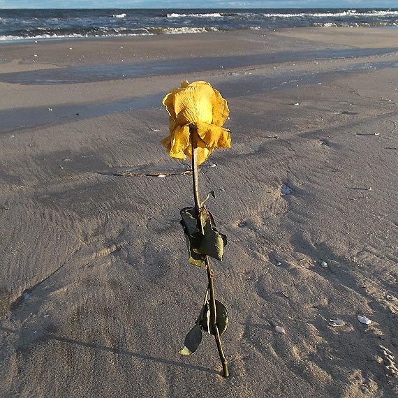 Czytelnik: R�e w piasku