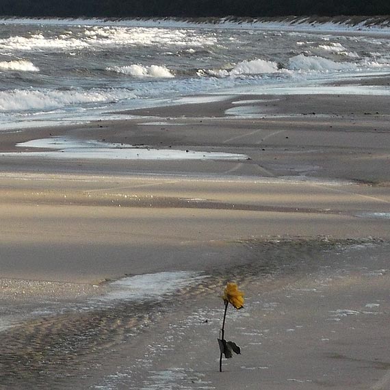 Czytelnik: R�e w piasku