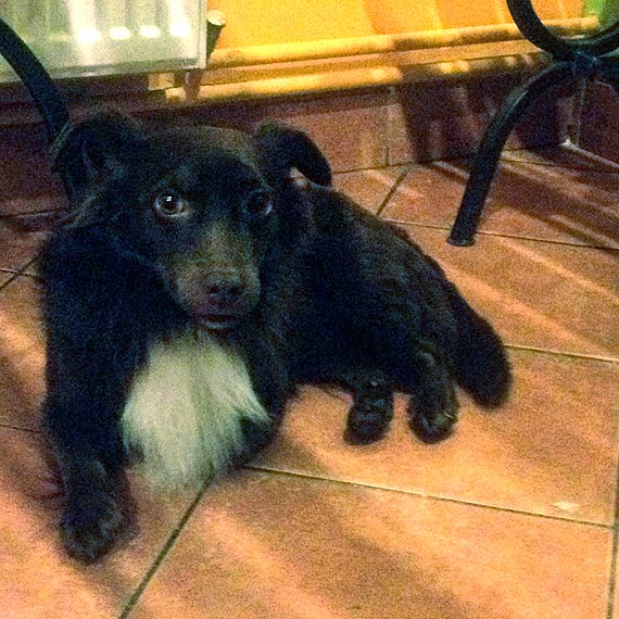 Czyj to pupilek? Czeka na właściciela