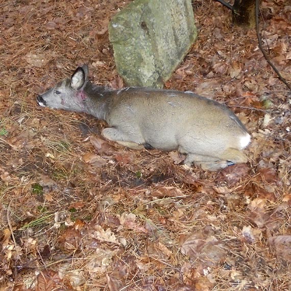 Pies pogryz� sarn�. Weterynarz musia� u�pi� zwierz�