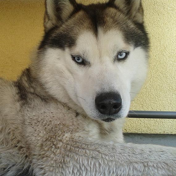 W okolicach ronda w �unowie zagin�� pies