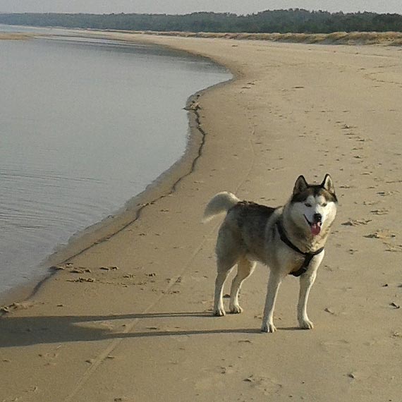 W okolicach ronda w �unowie zagin�� pies