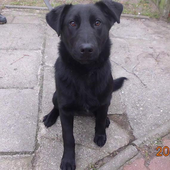 Ares straci� w�a�ciciela. Chcesz przygarn�� pieska? Zadzwo� lub przyjed� do biblioteki w Dziwn�wku 