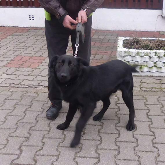 Ares straci� w�a�ciciela. Chcesz przygarn�� pieska? Zadzwo� lub przyjed� do biblioteki w Dziwn�wku 