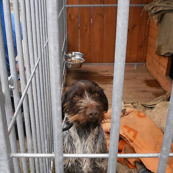 Wy�e� pilnie poszukuje w�a�ciciela! 