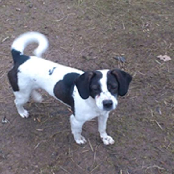 Porzucony piesek szuka domu