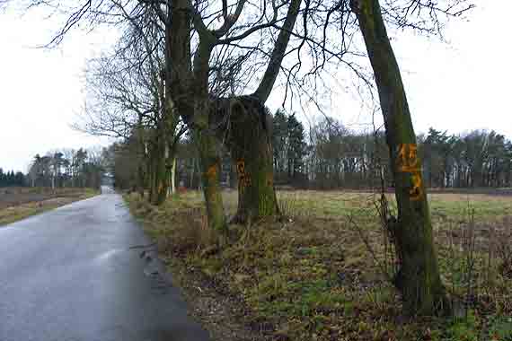 Wycinka drzew to tylko fanaberie „antyekolog�w” czy wymogi bezpiecze�stwa w ruchu drogowym