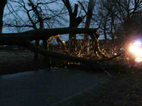 Wycinka drzew to tylko fanaberie „antyekolog�w” czy wymogi bezpiecze�stwa w ruchu drogowym