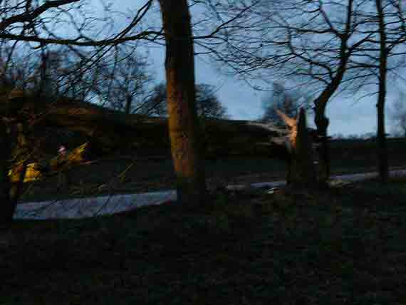 Wycinka drzew to tylko fanaberie „antyekolog�w” czy wymogi bezpiecze�stwa w ruchu drogowym