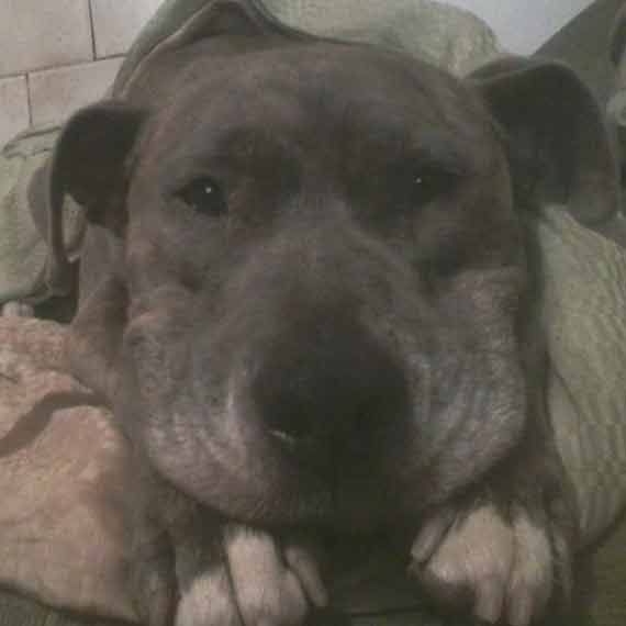 W Wolinie zagin�� pies. W�a�ciciel prosi o pomoc w poszukiwaniach