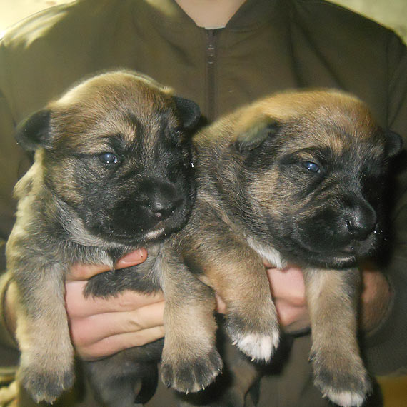 Kundelki szukaj� domu