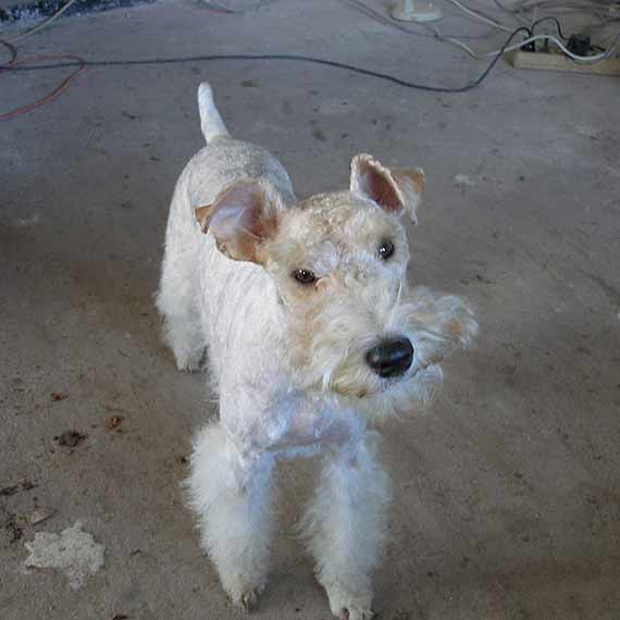 W Ko�czewie zagin�� pies