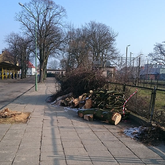 Czytelnik: Drzewo zalega na chodnikach. Jak to wygl�da?