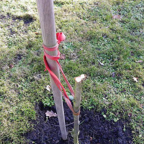 D�b �w. Jana Paw�a II zniszczony