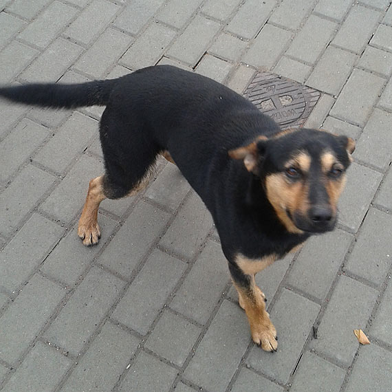 W �wierznie b��ka si� pies. Szukamy dla niego nowego domu