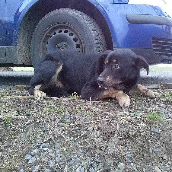 Tak si� ko�czy k�usownictwo. Pies wpakowa� si� we wnyki k�usownika