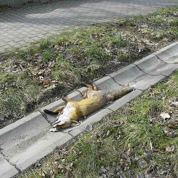 Kto zrobi z tym porządek?