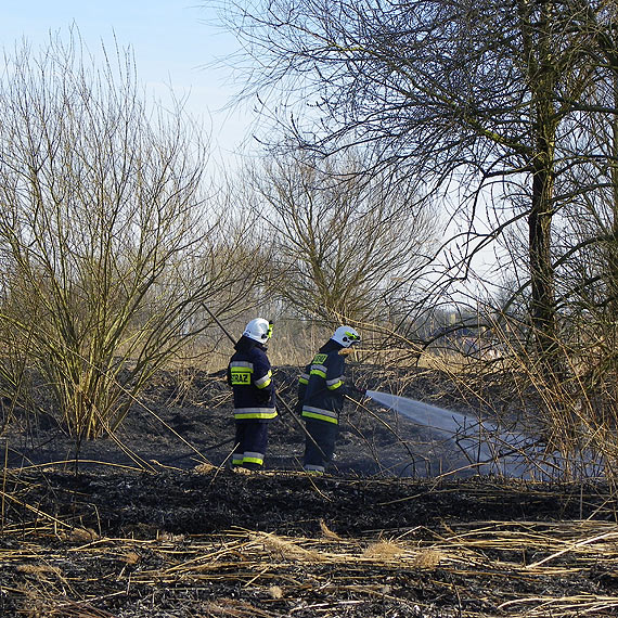Pożar trzciny na żółcińskiej plaży